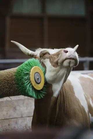 Kuh kratzt sich den Kopf an einer Bürste
