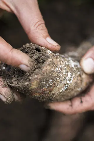 Ein Hornmist-Präparat wird ausgegraben