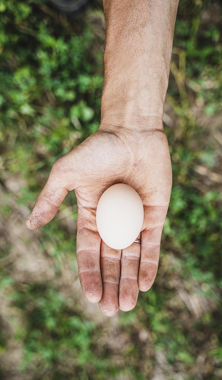 Hand hält Ei