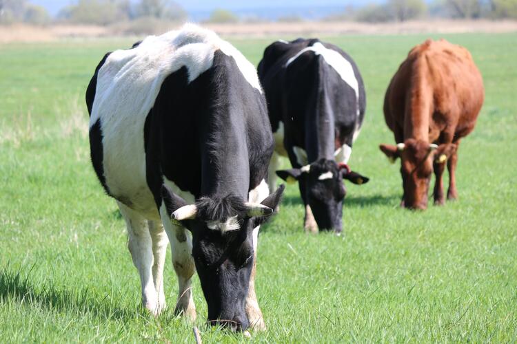 Kühe grasen auf einer Weide