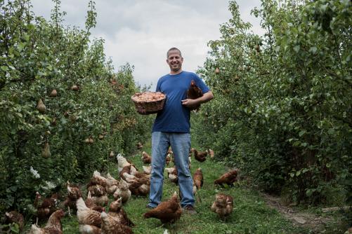 Mann sammelt Eier in einer Herde Hühner im Grünen