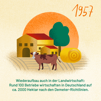 Jahr 1957: Wiederaufbau auch in der Landwirtschaft: Rund 100 Betriebe wirtschaften in Deutschland auf ca. 2000 Hektar nach den Demeter-Richtlinien. Abgebildet ist eine Kuh vor einem Hof