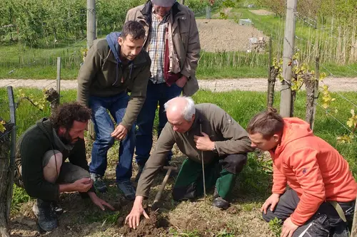 Fünf Männer betrachten einen Boden im Weinberg