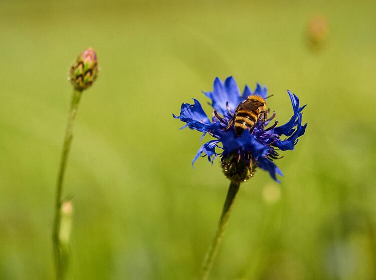 Biene sitzt auf einer Kornblume