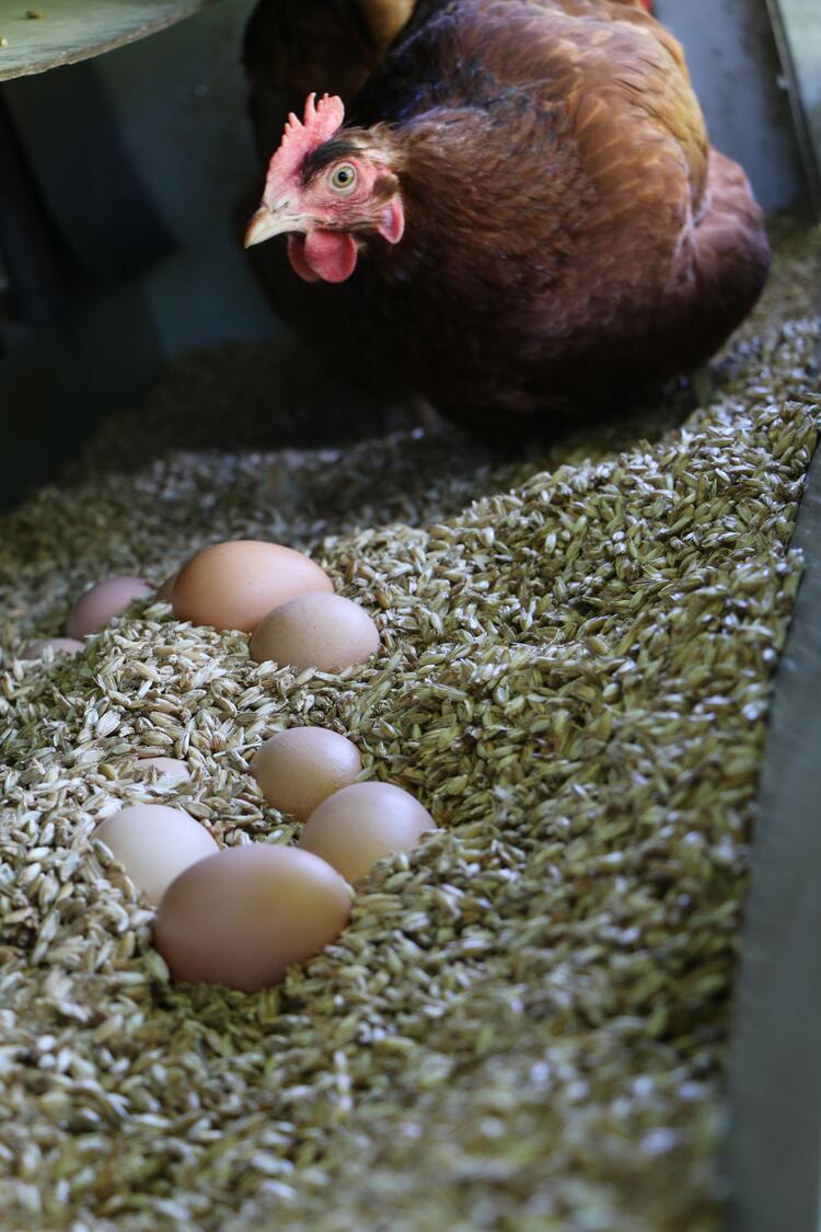 Ein Huhn sitzt mit Eiern in einem Nest aus Dineklspelz