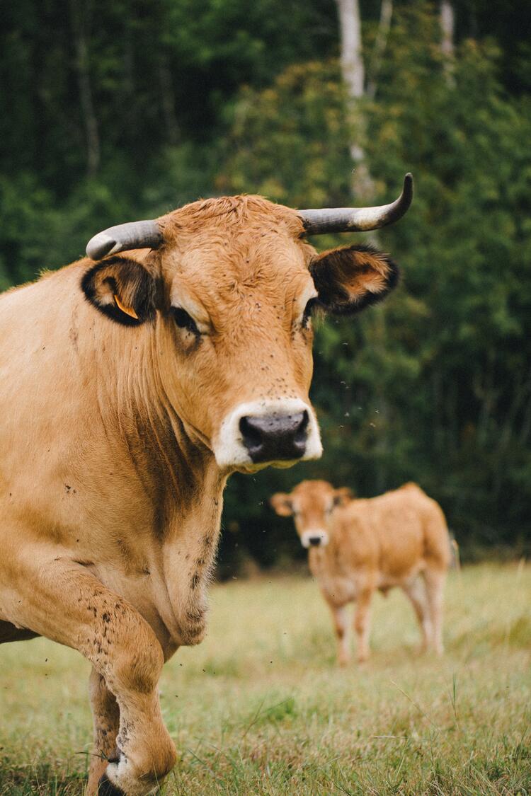 Rinder auf der Weide, Kalb im Hintergrund