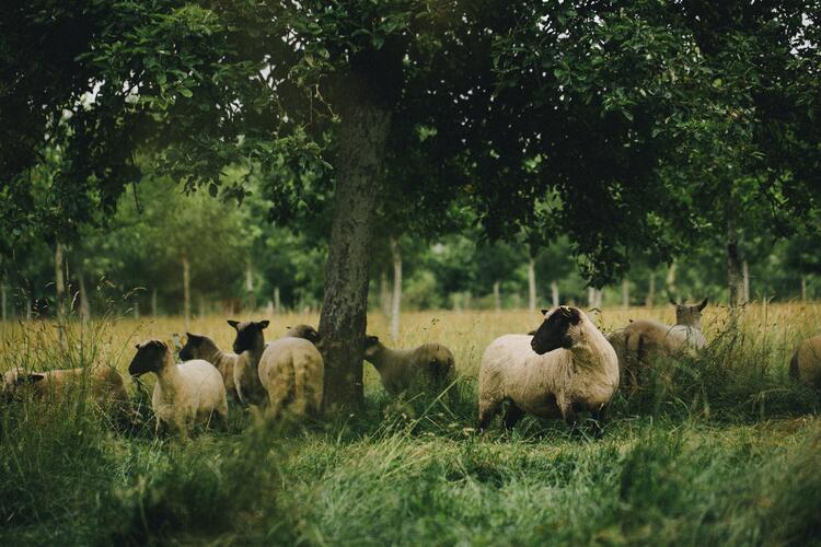 Schafe auf einer Weide unter einem Baum