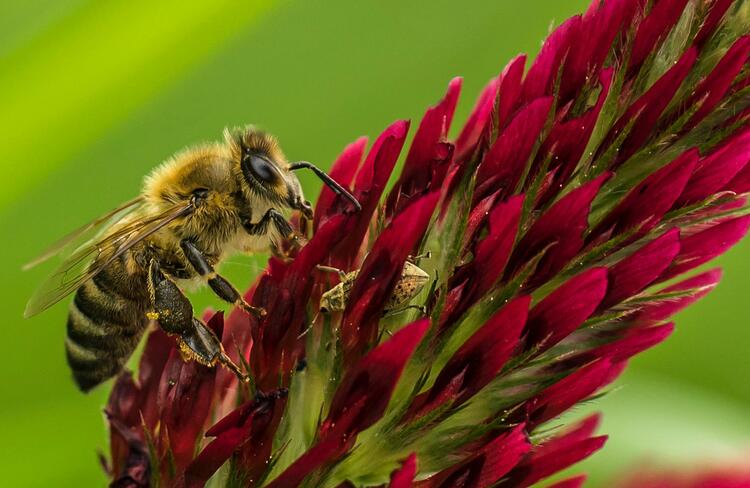 Biene auf Inkarnatklee
