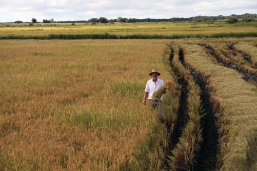 Mann mit Reisähren in einem Reisfeld